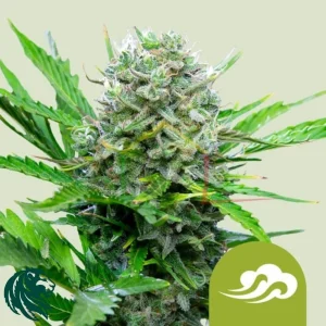 ROYAL BLUEMATIC AUTO
