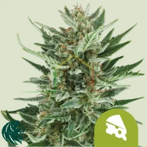ROYAL CHEESE AUTOMATIC