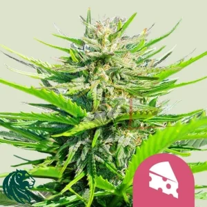 ROYAL CHEESE FAST FLOWERING