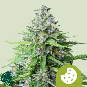 ROYAL COOKIES AUTOMATIC
