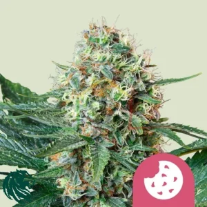 ROYAL COOKIES