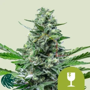 ROYAL CRITICAL AUTO