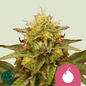 ROYAL DOMINA