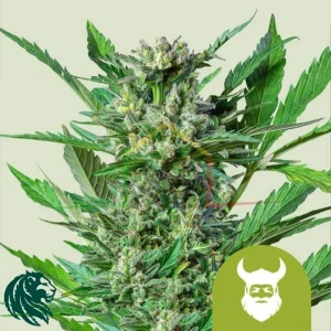 ROYAL DWARF AUTO