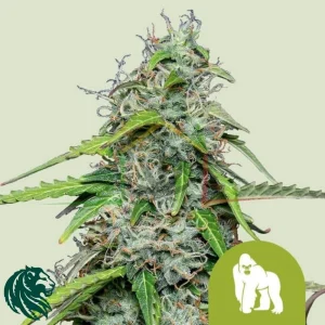 ROYAL GORILLA AUTOMATIC