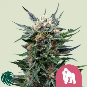 ROYAL GORILLA
