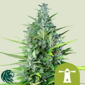 ROYAL HAZE AUTO