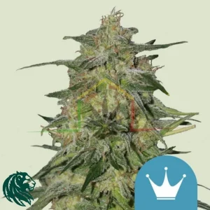 ROYAL HIGHNESS