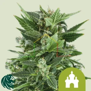 ROYAL KUSH AUTOMATIC