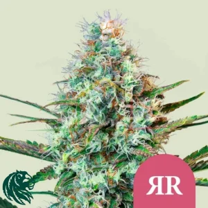 ROYAL RUNTZ