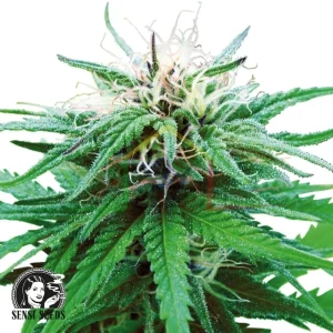 RUDERALIS INDICA – REGULAR