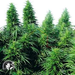 RUDERALIS SKUNK REGULAR