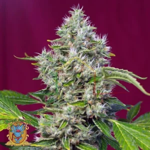 SAN FERNANDO LEMON KUSH