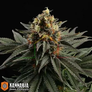 SATIVA DREAM