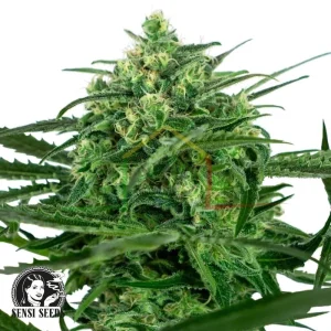 SENSI AMNESIA