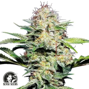 SENSI SKUNK AUTO