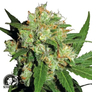 SENSI SKUNK – REGULAR