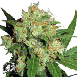 SENSI SKUNK