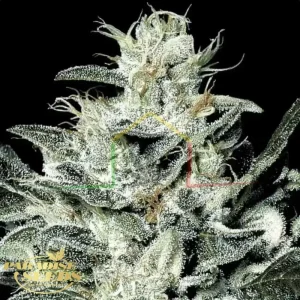 SENSI STAR