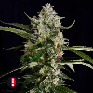 SERIOSA