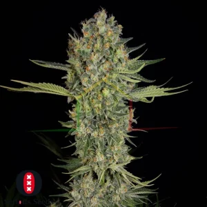 SERIOUS KUSH