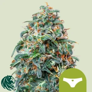 SHERBET QUEEN AUTOMATIC