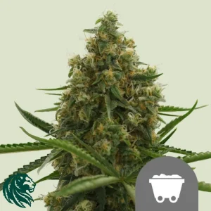 SHINING SILVER HAZE REGULAR