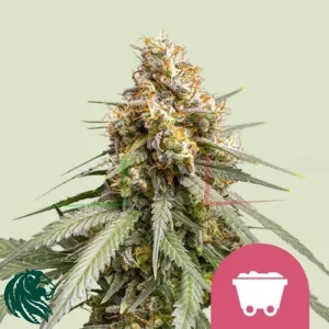 SHINING SILVER HAZE
