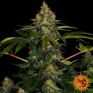 SHISKABERRY