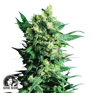 SHIVA SHANTI II REGULAR