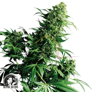 SHIVA SHANTI REGULAR