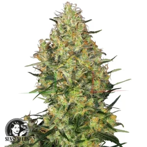 SHIVA SKUNK REGULAR