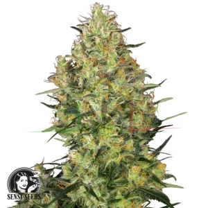 SHIVA SKUNK