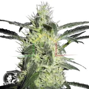 SILVER HAZE REGULAR