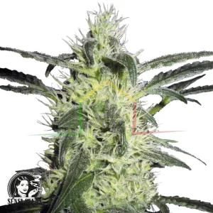 SILVER HAZE