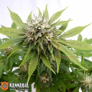SILVER WIDOW