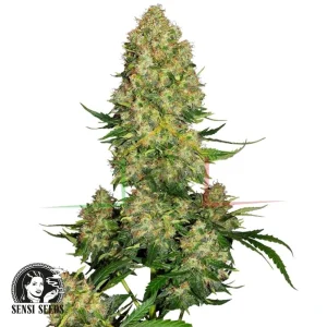 SKUNK #1 AUTOMATIC