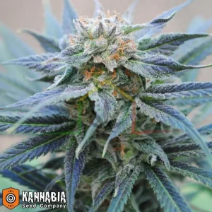 SKUNK +