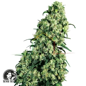 SKUNK #1 REGULAR