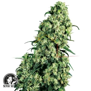 SKUNK #1