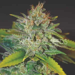 SKUNK 47