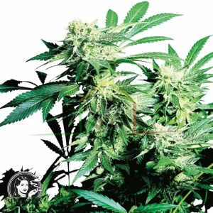 SKUNK KUSH