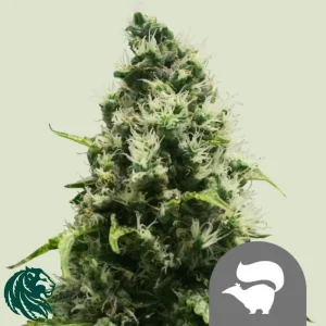 SKUNK XL REGULAR