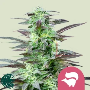 SKUNK XL