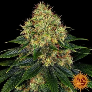 SKYWALKER OG AUTO