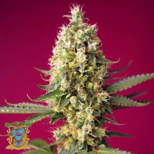 SKYWALKER OG RUNTZ XL AUTO