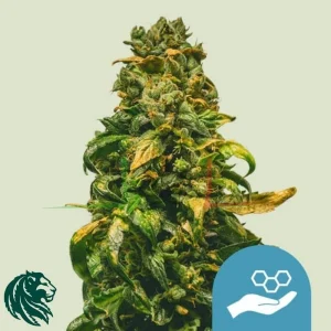 SOLOMATIC CBD AUTO