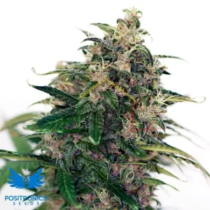SOMANGO#47 AUTO