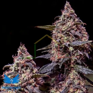 SOMANGO #47