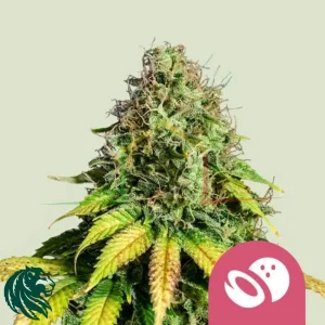 SOMANGO XL